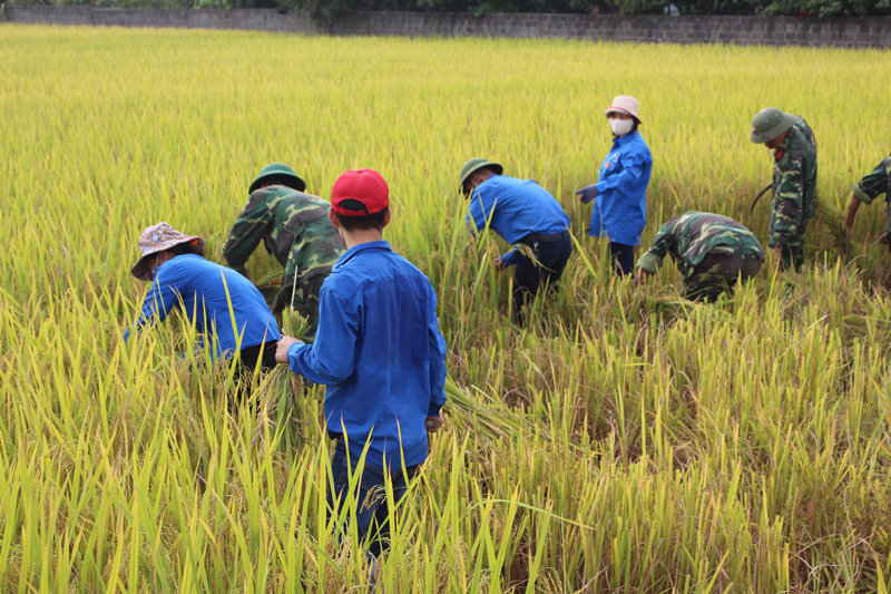 Các lực lượng xuống đồng giúp bà con nông dân TX Đông Triều gặt lúa chạy bão.