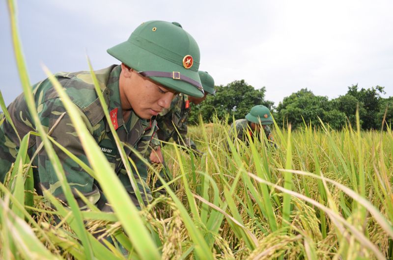 Lực lượng bộ đội giúp người dân phương Nam Khê gặt lúa