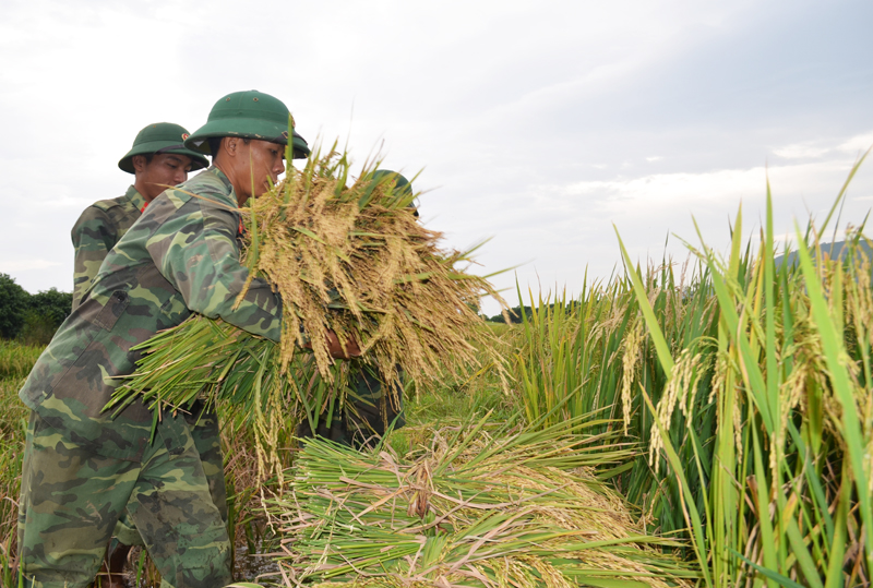 Tính đến hết ngày 17.10, toàn phường Nam Khê còn 70ha lúa chưa được thu hoạch