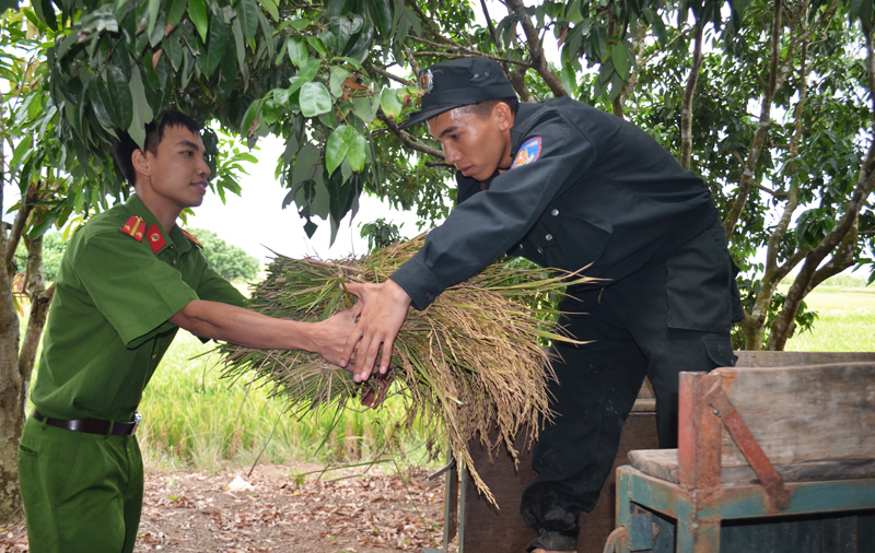 Chiến sỹ công an vận chuyển lúa giúp dân