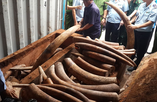 Hơn 2 tấn ngà voi Châu Phi được nhập lậu về Việt Nam. Ảnh: Q.T