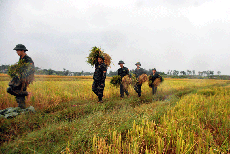 Cán bộ, chiến sỹ các đơn vị bộ đội trên địa bàn giúp nhân dân thu hoạch lúa mùa 
