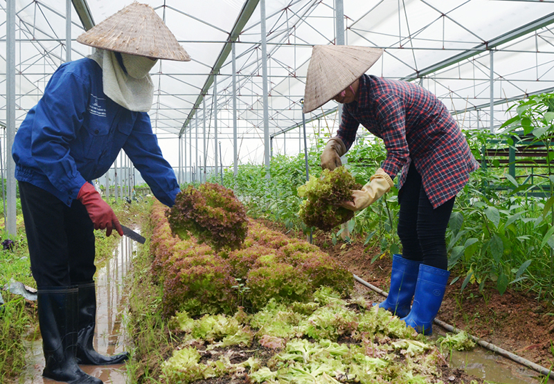 Công nhân Công ty CP Đầu tư Song Hành (TX Quảng Yên) thu hoạch rau sạch.