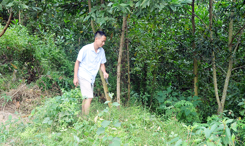 Anh Đặng Hữu Lâm (thôn Tân Ốc 1, xã Đồng Sơn, huyện Hoành Bồ) chăm sóc vườn rừng của gia đình.