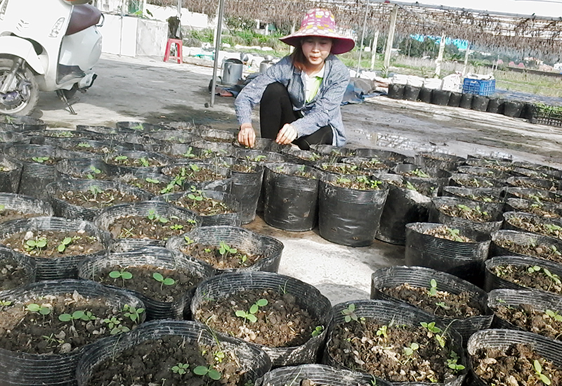 Xã viên HTX Nông nghiệp Hương Việt chăm sóc cây rau giống.