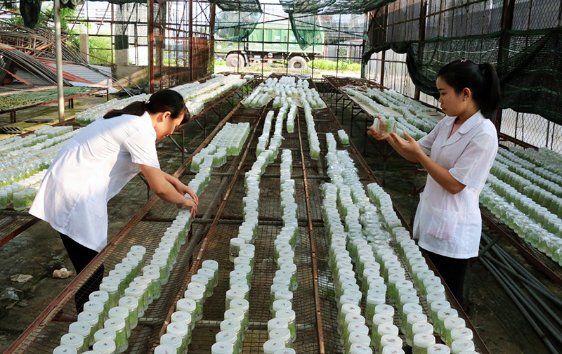 Công nhân Trung tâm Khoa học và Sản xuất lâm - nông nghiệp Quảng Ninh chăm sóc giống bạch đàn tại nhà huấn luyện cây.