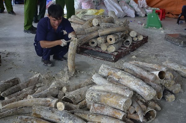 Ngà voi bị phát hiện tại cảng Cát Lái. (Ảnh: Hoàng Hải/Vietnam+)