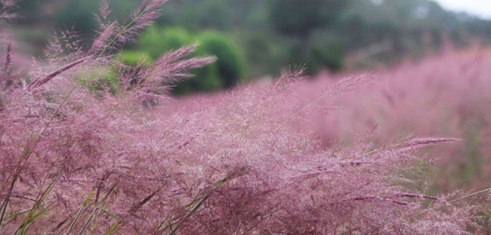 Cỏ hồng là loài hoa dại còn được biết đến với tên gọi cỏ đuôi chồn, mọc thành chùm, bụi, thân cao thẳng. Ảnh: Du lịch Đà Lạt. 