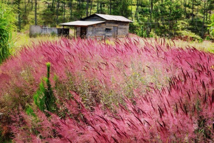  Thông thường, cỏ hồng hay mọc ven sườn đồi, giữa thung lũng. Trong tiết trời se lạnh, đầu đông, sắc màu cỏ hồng sẽ trở nên đẹp long lanh hơn. Ảnh: Du lịch Đà Lạt. 