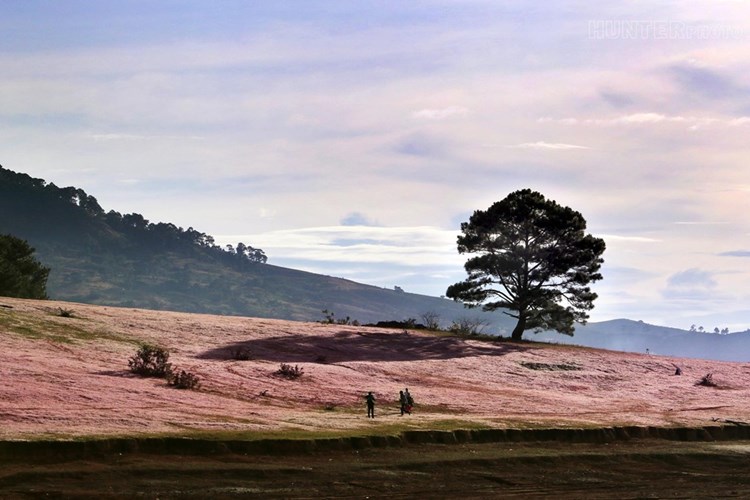  Dưới tán lá phong, cỏ hồng rợp bóng càng làm nổi bật lên phong cảnh nên thơ, trữ tình. Ảnh: Zing. 