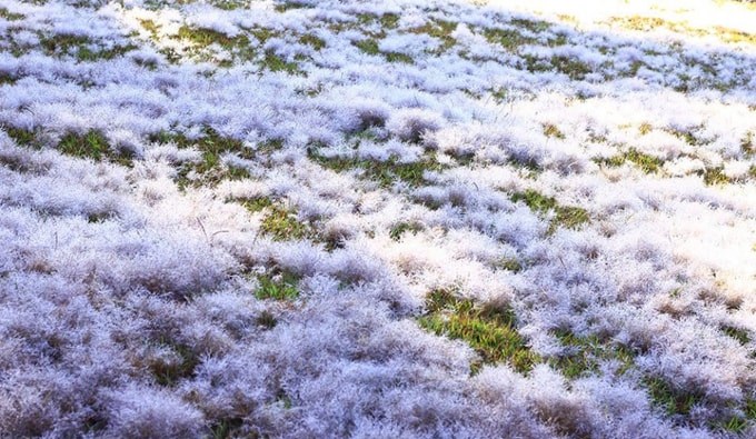  Sáng sớm, khi sương xuống, bạn có thể chiêm ngưỡng đồi cỏ hồng hóa thành khu vườn tuyết trắng xóa đẹp rực rỡ. Ảnh: Travel. 