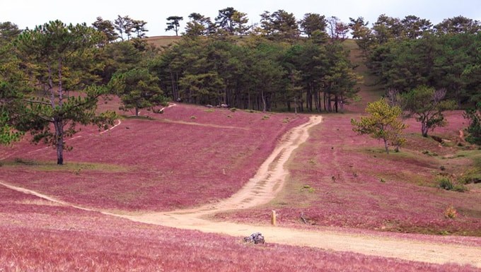  Đừng quên chụp một bức hình từ trên cao khi đến đồi cỏ hồng có một không hai ở Đài Lạt này! Ảnh: Travel. 