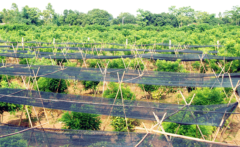 Trang trại trồng trà hoa vàng của gia đình ông Lê Mạnh Quy, thôn 5, xã Quảng Minh là một trong những sản phẩm OCOP của huyện Hải Hà.