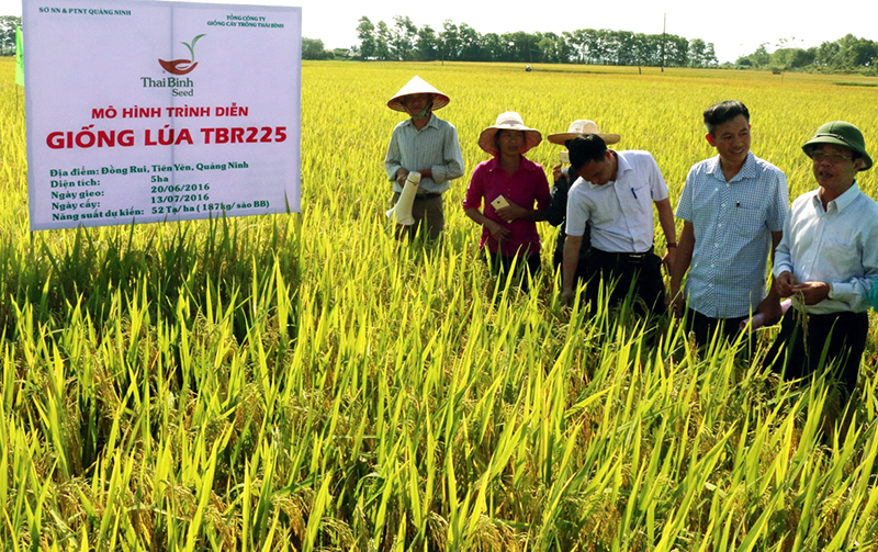Giống lúa TBR 225 trồng thí điểm tại xã Đồng Rui vừa cho thu hoạch với năng suất trung bình đạt hơn 50 tạ/ha.