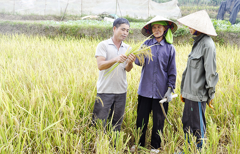 Ông Hoàng Vĩnh Thàm, Phó Bí thư Chi bộ thôn Nà Phạ 2, xã Tình Húc (Bình Liêu) chia sẻ với bà con về hiệu quả khi trồng giống lúa nếp mới ĐT52.