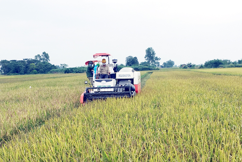 Thu hoạch lúa mùa tại cánh đồng mẫu lớn khu 3, phường Phong Cốc (TX Quảng Yên).
