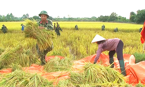 Công tác phòng, chống cơn bão số 7