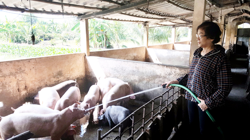 Được vay Quỹ hỗ trợ phụ nữ nghèo, hộ chị Đào Thị Việt Hoà (khu 6, phường Quảng Yên, TX Quảng Yên) có điều kiện đầu tư mở rộng chăn nuôi.