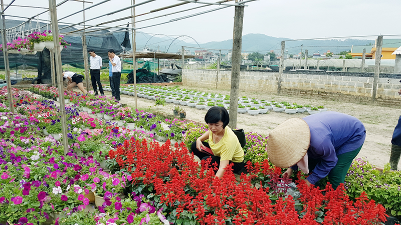 Mô hình trồng hoa ở làng hoa Đồng Chè, thị trấn Trới, huyện Hoành Bồ cho hiệu quả cao.