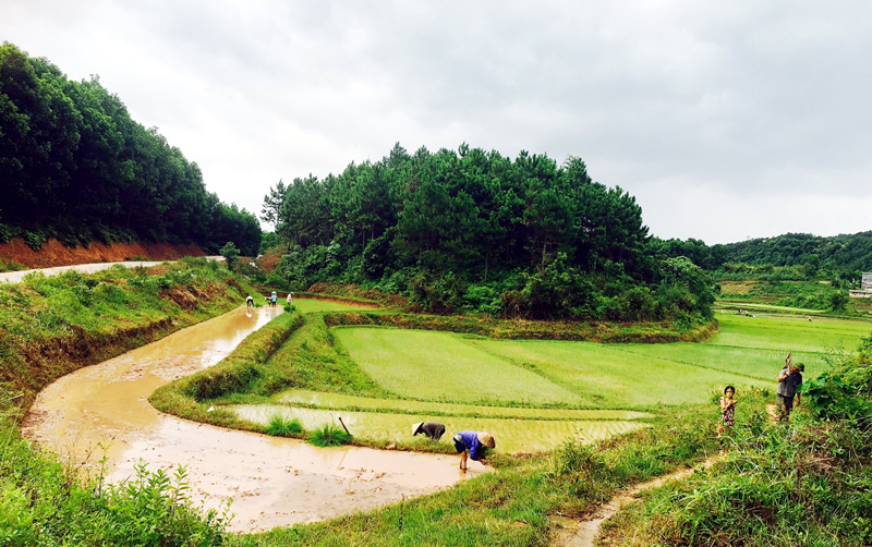 Do chưa được chú trọng phát triển sản xuất nên nhiều nơi vẫn còn sản xuất theo hướng manh mún, nhỏ lẻ. Trong ảnh: Người dân xã Đông Hải, huyện Tiên Yên đang gieo cấy lúa mùa.