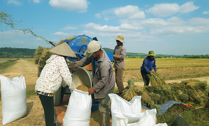 Người dân xã Sông Khoai thu hoạch lúa tại cánh đồng mẫu lớn thôn 3.
