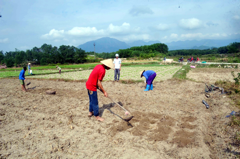 Khi đường nội đồng được bê tông hoá, người dân thôn Trung Sơn hăng hái tăng gia thêm diện tích củ cải ngay sau vụ lúa.