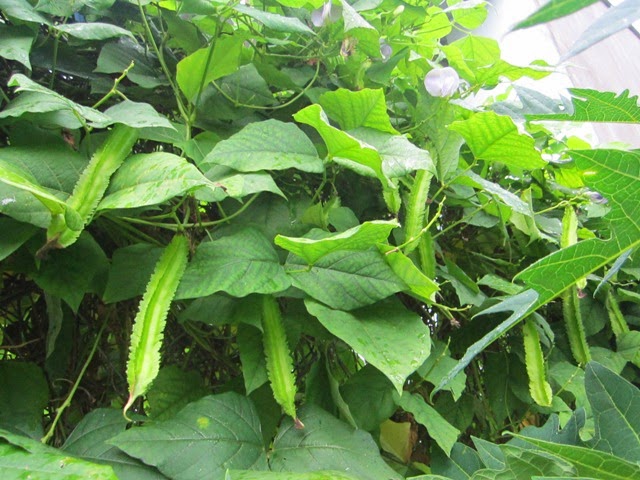 Cây đậu rồng