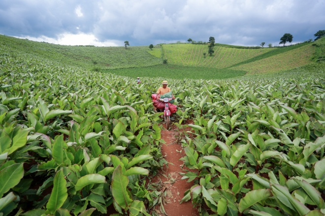 Người dân thu hoạch củ dong riềng, một trong những loại cây trồng chủ đạo ở giữa miệng núi lửa vì chịu được khô hạn.