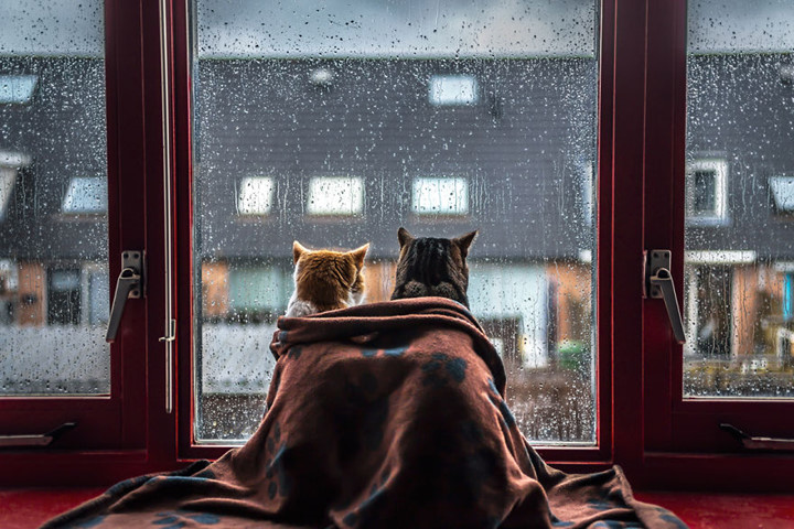   Felicity Berkleef, nhiếp ảnh gia 21 tuổi, đến từ Hà Lan vừa chụp bộ ảnh vô cùng đáng yêu về 2 chú mèo ngắm mưa.