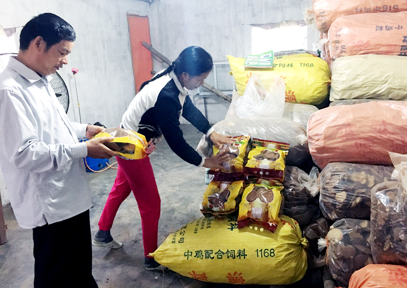 HTX sản xuất và tiêu thụ nấm linh chi Đầm Hà đã giải quyết việc làm, nâng cao thu nhập cho người dân xã Đầm Hà.