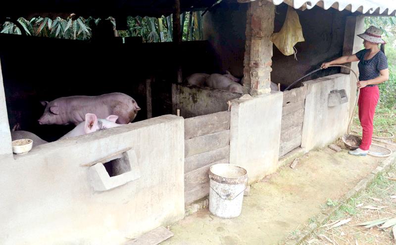 Từ 6 con lợn giống được hỗ trợ năm 2015, chị Phạm Thị Huyền (khu 6, thị trấn Ba Chẽ, huyện Ba Chẽ) đã phát triển chăn nuôi, vươn lên thoát nghèo.