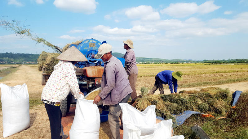 Những cánh đồng mẫu lớn ở Quảng Yên đang phát huy hiệu quả việc cơ giới hoá các khâu canh tác, ứng dụng tiến bộ kỹ thuật, nâng cao năng suất cây trồng. Trong ảnh: Người dân thu hoạch lúa tại cánh đồng mẫu lớn xã Sông Khoai. 