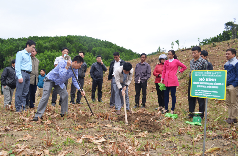 Mô hình trồng dong riềng DR3-10 được triển khai từ tháng 3/2016 tại thôn Tùng Cầu, xã Vô Ngại, huyện Bình Liêu 