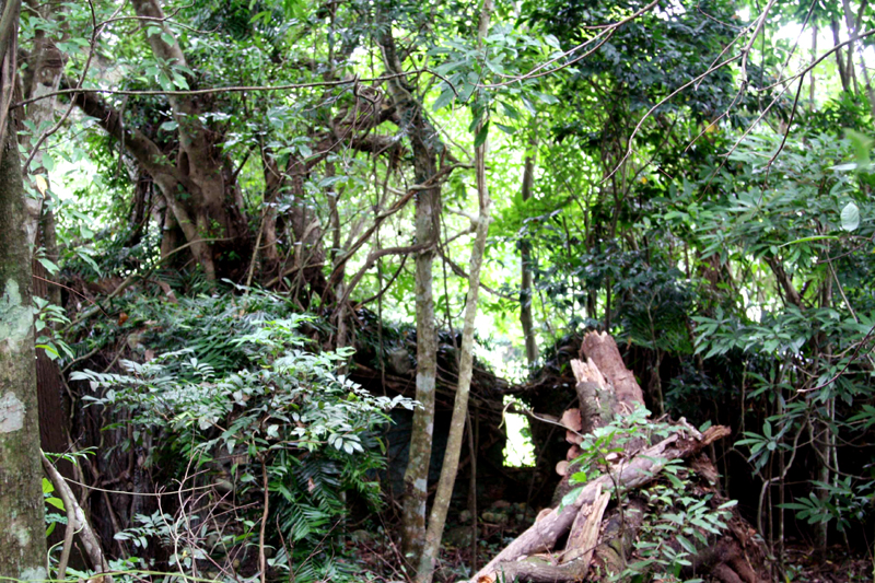Một phần bức tường của đình Đồng Đình còn sót lại bị cây cối phủ kín.
