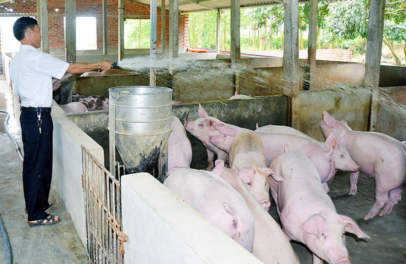 Anh Lê Đình Chương, xã An Sinh, TX Đông Triều chăm sóc đàn lợn.