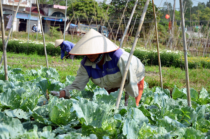 Bà Đàm Thị Trinh, xã viên HTX Sản xuất rau an toàn Tiền An đang chăm sóc rau màu theo đúng quy trình.