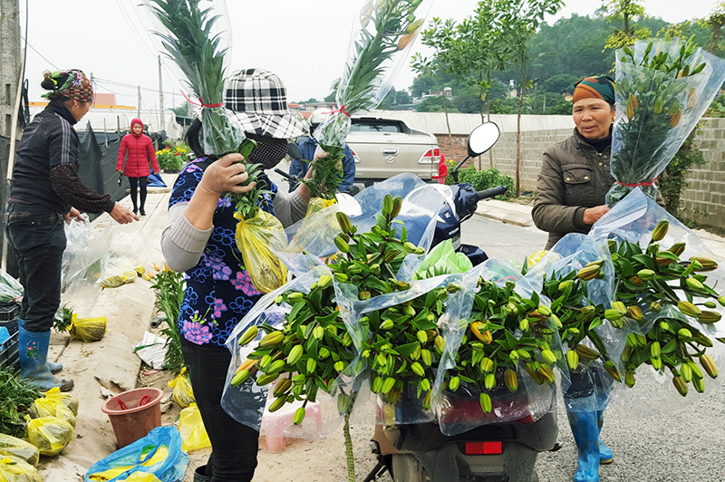 Nhờ ứng dụng KHKT, nông dân Hoành Bồ đã cung cấp ra thị trường nhiều sản phẩm hoa chất lượng cao. Trong ảnh: Thương lái thu mua hoa ly của các hộ dân thôn Đồng Chè, thị trấn Trới.