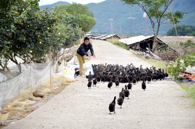 Mô hình nuôi vịt sinh sản giúp nhiều hộ dân xã Đồng Rui (huyện Tiên Yên) thoát nghèo bền vững.