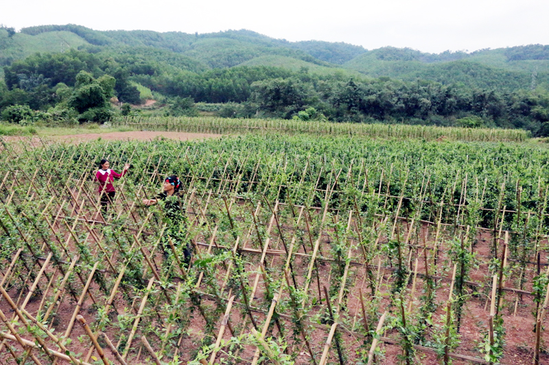 Mô hình trồng cây dược liệu thìa canh mang lại hiệu quả kinh tế cao cho các hộ dân thôn Đồng Tâm, xã Yên Than (huyện Tiên Yên).