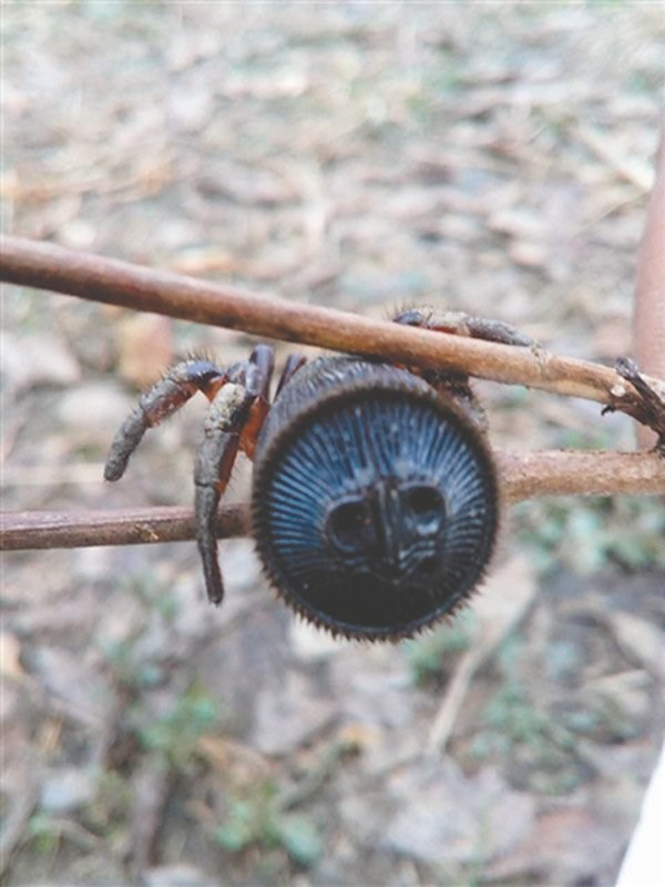 Một con nhện vác bụng Trung Quốc. (Nguồn: Portal Curio)