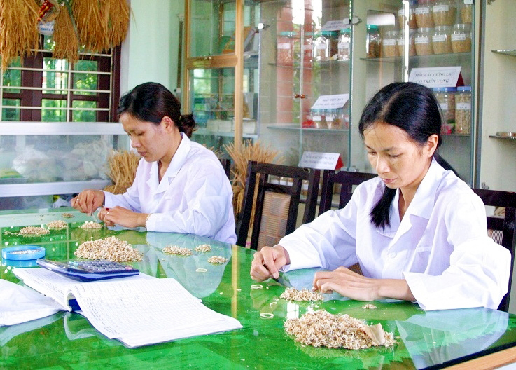 Cán bộ kỹ thuật Công ty CP Giống cây trồng Quảng Ninh kiểm tra chất lượng hạt giống.