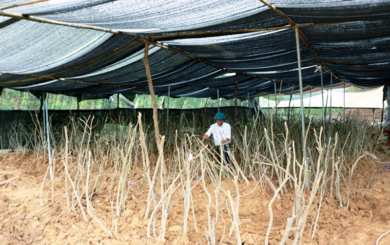 Mô hình vườn ươm giống cây trà hoa vàng của Công ty CP Phú Khang HT tại thôn Bắc Văn, xã Thanh Sơn.