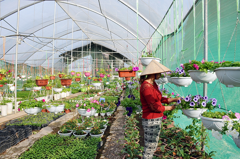 Sáng chế “Hệ thống bạt che trên sà lan hoặc kho bãi” của Công ty TNHH Đạt Minh Hà được áp dụng thử nghiệm trong trồng hoa.