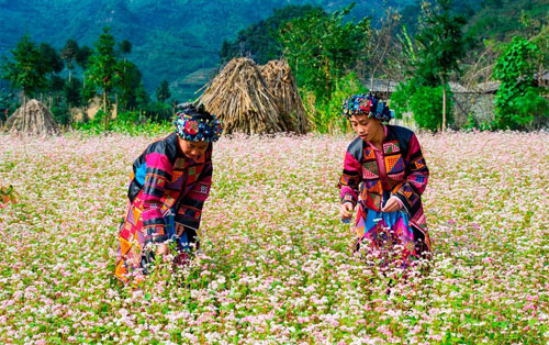 Hoa tam giác mạch nở rực rỡ trên cao nguyên. Nguồn ảnh: timeoutvietnam.vn