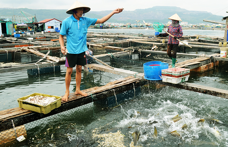 Người dân nuôi cá giò tại khu vực Bến Do (TP Cẩm Phả).