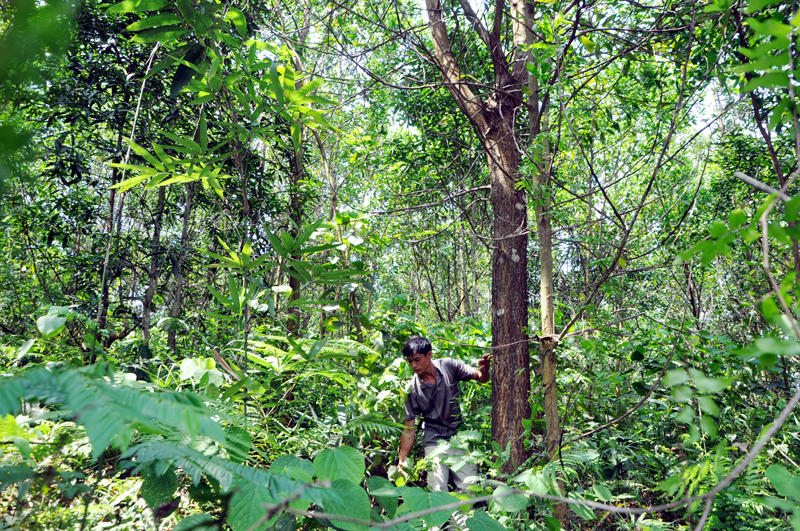 Anh Voòng Sáng Lằm, Trưởng bản Quảng Mới, xã Quảng Sơn (Hải Hà) chăm sóc rừng keo của gia đình.