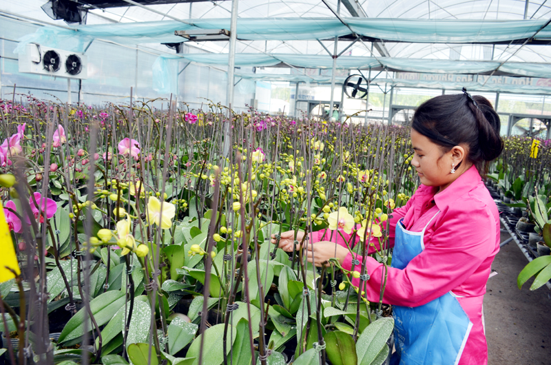 Hoa lan hồ điệp được trồng trong nhà lưới ở HTX Phước Long (Hoành Bồ).