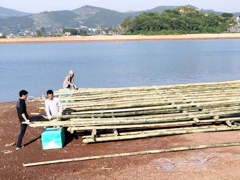 Người dân xã Hoàng Tân, TX Quảng Yên kết lồng bè để nuôi cá.