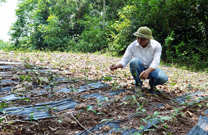 Nhân viên HTX Toàn Dân (huyện Ba Chẽ) trồng mới lại diện tích cây ba kích bị chết.