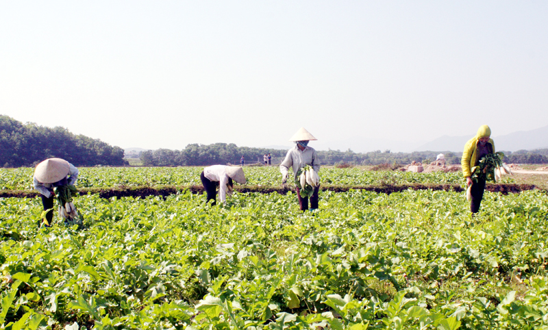 Mô hình trồng củ cải được thực hiện tại thôn Thanh Sơn (xã Quảng Lợi, huyện Hải Hà) từ đầu năm nay, mang lại thu nhập đáng kể cho hội viên, phụ nữ.